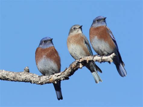 north american bluebird society website